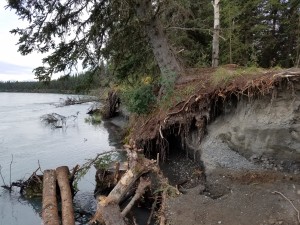 Kenai River bank erosion caused by trespass activity. Photo by Ben Mohr.