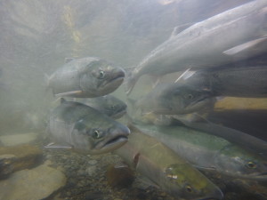 CIRI has long supported environmental standards that protect the state’s salmon resources. Photo by Jason Moore.