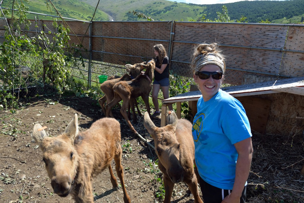 Moose Mamas interns Montanna Zajac (foreground) and Kayla Miller tackle the 2 p.m. feeding.