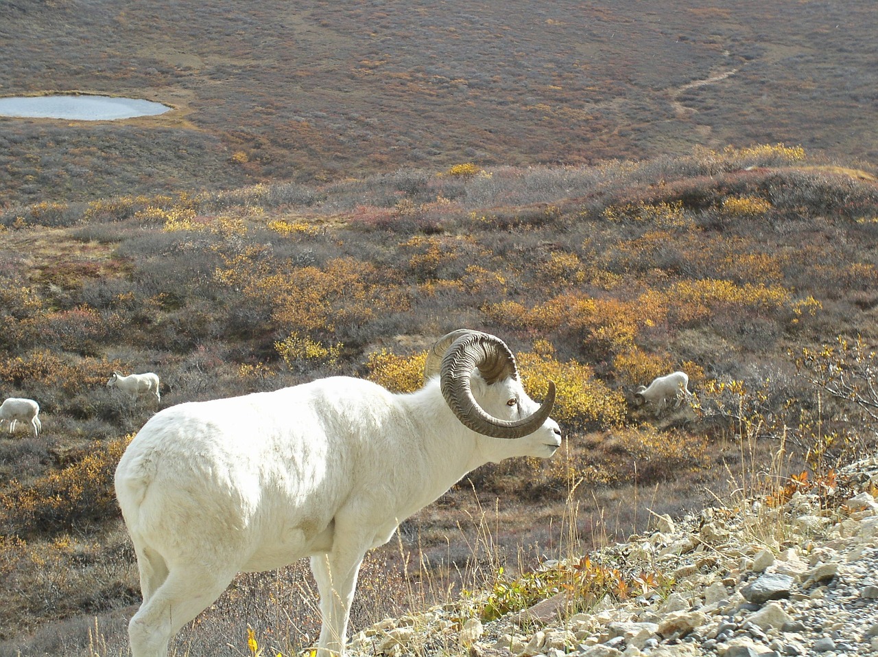 dall-sheep
